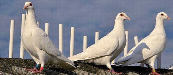 信鸽特比环是什么意思_养殖问答