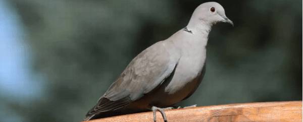 信鸽秋赛什么时间开始_养鸽