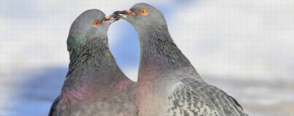 鸽子配对后多久下蛋,鸽子下蛋时间与什么有关_养殖问答
