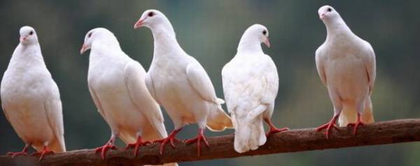 养鸽子多久不怕飞走,养鸽子防飞走方法_养殖问答