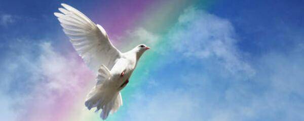 鸽子能飞多高_养鸽