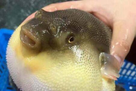 河豚毒素1克多少钱_养殖问答