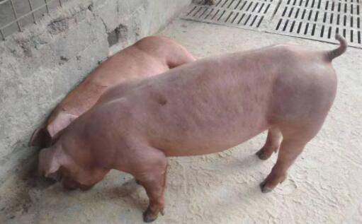 初产母猪耳朵灌白酒什么原因?_养猪