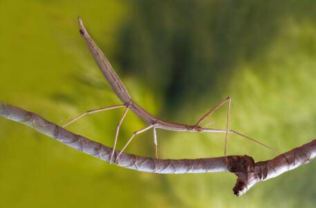 牛误食竹节虫致死是什么原因_养殖问答
