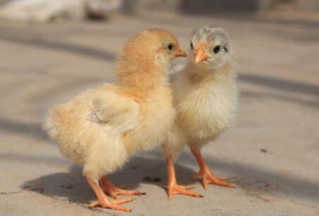 染色小鸡可以活多久?_养鸡