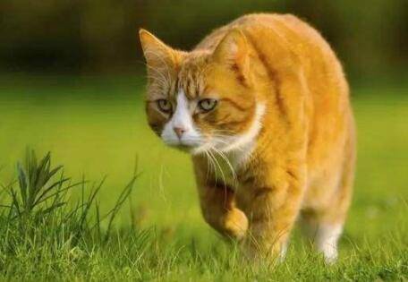 养鸡怎么防猫_养鸡