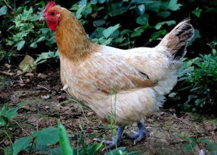 文昌鸡是什么鸡_养鸡