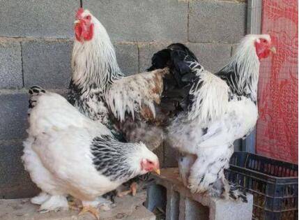 婆罗门鸡最大能长多重_养鸡