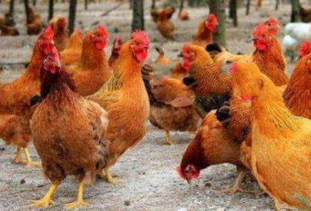 文昌鸡与普通鸡有什么区别_养鸡
