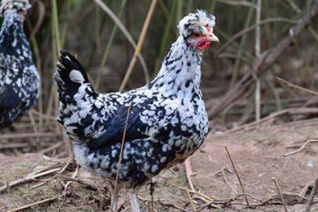 贵妃鸡成年后有多重_养鸡