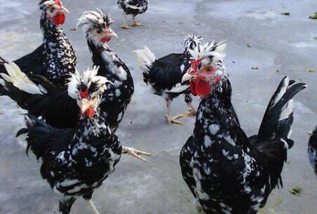 贵妃鸡公鸡成年体重多少_养鸡