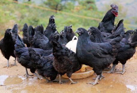 五黑鸡的产蛋量是多少_养鸡