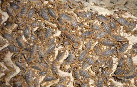 蝎子怎么养,蝎子的养殖技术_养殖问答