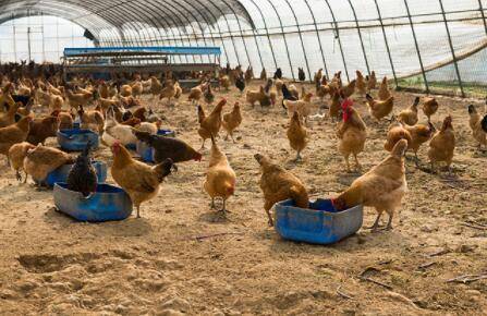 k9鸡多长时间出栏_养鸡