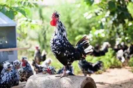 贵妃鸡可以飞多高_养鸡