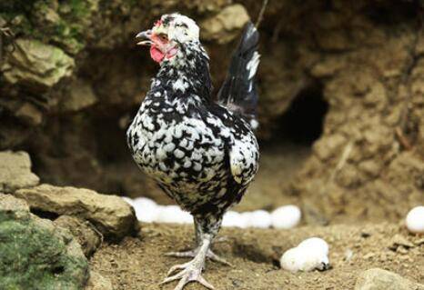 贵妃鸡怕不怕热_养鸡