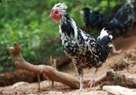 贵妃鸡怕不怕热_养鸡