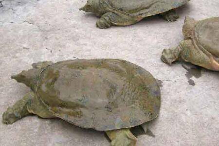 怎么辨别甲鱼雌雄_养鱼