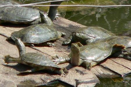 甲鱼怎么看年龄_养鱼