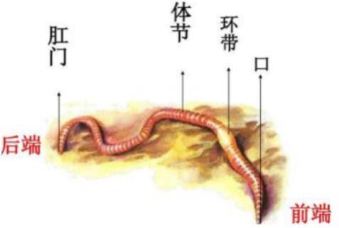 蚯蚓有没有肛门_养殖问答