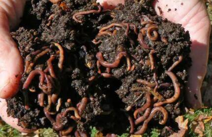 蚯蚓有没有肛门_养殖问答