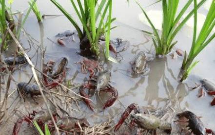 池塘养殖小龙虾把好饲料投喂关_养虾