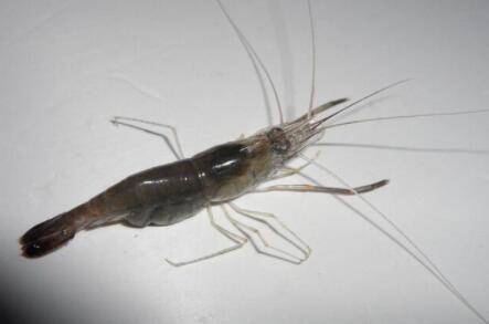 河虾雌雄怎么分辨?_养虾