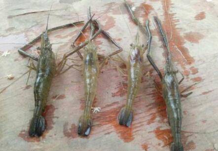 河虾雌雄怎么分辨?_养虾