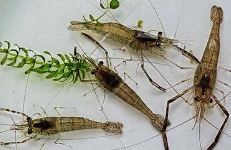 河虾怎么养不死_养虾