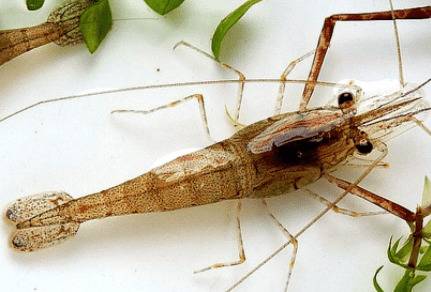 河虾头上的红膏是什么_养殖问答