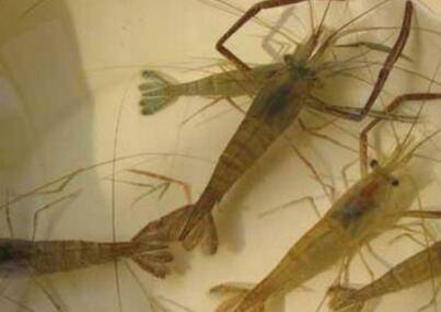 河虾喜欢吃什么饵料_养殖问答