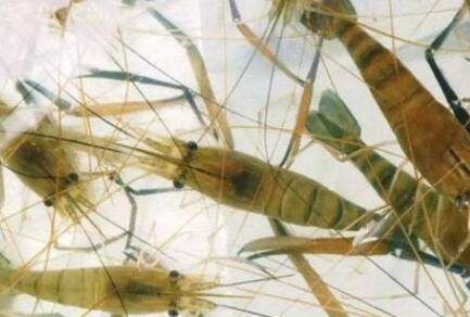 河虾喂鱼前怎么处理_养虾