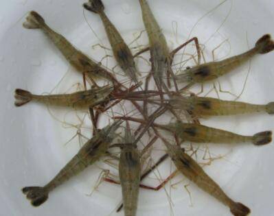 河虾外壳有什么功能_养虾