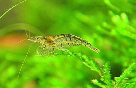 黑壳虾怎么繁殖,黑壳虾的繁殖方法_养虾