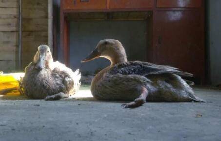 鸭子瘫痪的原因及防治措施_养鸭