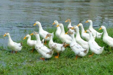 鸭子食盐中毒原因及防治办法_养鸭