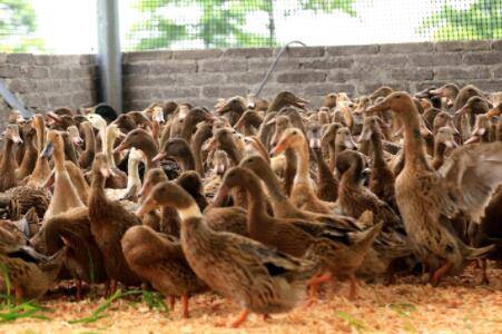 夏季养鸭的九个注意事项_养鸭