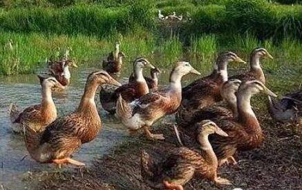 夏季养鸭的九个注意事项_养鸭