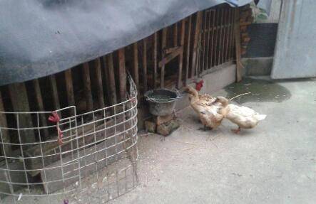 鸭舍中的湿度要求_养鸭