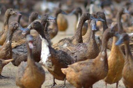 肉鸭品种之建昌鸭_养鸭