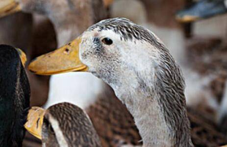 肉鸭品种之建昌鸭_养鸭