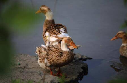 蛋鸭品种之绍兴鸭_养鸭
