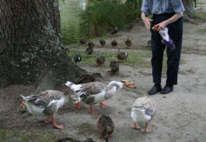 怎么喂养鸭子,喂养鸭子注意这四点_养鸭