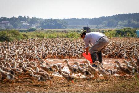 怎么喂养鸭子,喂养鸭子注意这四点_养鸭