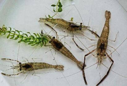 河虾喜欢吃什么食物_养虾