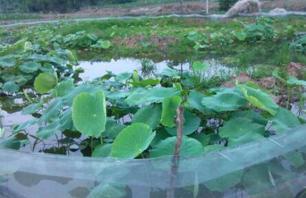 藕塘套养小龙虾模式_养虾