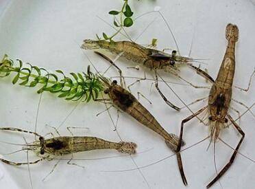 河虾与海虾的区别_养虾