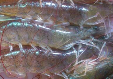 河虾与海虾的区别_养虾