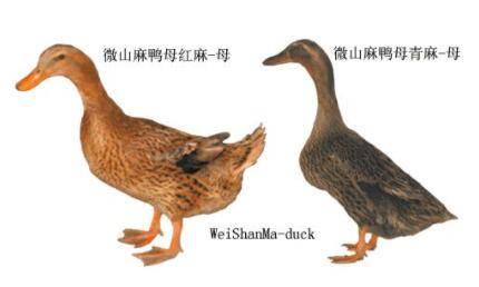 肉鸭品种之微山麻鸭_养鸭