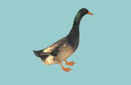 肉鸭品种之微山麻鸭_养鸭